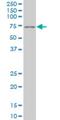 Paired Box 7 antibody, H00005081-M07, Novus Biologicals, Western Blot image 