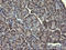 Mitogen-Activated Protein Kinase 13 antibody, LS-C174561, Lifespan Biosciences, Immunohistochemistry frozen image 