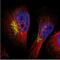 Solute Carrier Family 6 Member 9 antibody, NBP1-81820, Novus Biologicals, Immunofluorescence image 