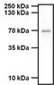 Synapsin I antibody, PA1-4698, Invitrogen Antibodies, Western Blot image 