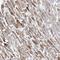 Adrenoceptor Alpha 1A antibody, NBP1-90228, Novus Biologicals, Immunohistochemistry frozen image 