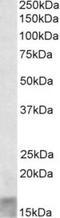 Short Coiled-Coil Protein antibody, TA311197, Origene, Western Blot image 