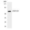 Zinc Finger Protein 329 antibody, LS-C292223, Lifespan Biosciences, Western Blot image 