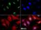 Methyl-CpG-binding domain protein 4 antibody, NBP1-91189, Novus Biologicals, Immunofluorescence image 