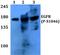 EGFR antibody, A00023S1046, Boster Biological Technology, Western Blot image 