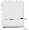 Histone Cluster 4 H4 antibody, 720083, Invitrogen Antibodies, Western Blot image 