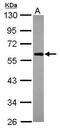 Calcium Binding And Coiled-Coil Domain 2 antibody, PA5-30367, Invitrogen Antibodies, Western Blot image 