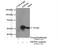 Glutamate Rich WD Repeat Containing 1 antibody, 10354-1-AP, Proteintech Group, Immunoprecipitation image 