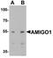 Adhesion Molecule With Ig Like Domain 1 antibody, LS-B10145, Lifespan Biosciences, Western Blot image 