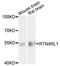 Reticulon 4 Receptor Like 1 antibody, orb373021, Biorbyt, Western Blot image 