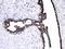 Caspase 8 antibody, A00042, Boster Biological Technology, Immunohistochemistry frozen image 