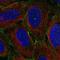 Myosin IC antibody, PA5-64905, Invitrogen Antibodies, Immunofluorescence image 