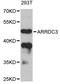 Arrestin Domain Containing 3 antibody, abx125537, Abbexa, Western Blot image 