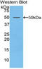Coagulation Factor V antibody, LS-C293389, Lifespan Biosciences, Western Blot image 