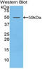 Coagulation factor V antibody, LS-C293389, Lifespan Biosciences, Western Blot image 