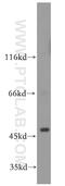 Egl-9 Family Hypoxia Inducible Factor 1 antibody, 19886-1-AP, Proteintech Group, Western Blot image 