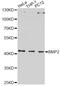 Bone Morphogenetic Protein 2 antibody, MBS125347, MyBioSource, Western Blot image 