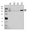 Tight Junction Protein 2 antibody, A02774-2, Boster Biological Technology, Western Blot image 