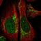 Regulator Of Calcineurin 2 antibody, PA5-62860, Invitrogen Antibodies, Immunofluorescence image 