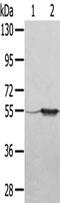 Tripartite Motif Containing 35 antibody, CSB-PA192313, Cusabio, Western Blot image 