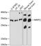 Nuclear Receptor Interacting Protein 2 antibody, 15-254, ProSci, Western Blot image 