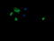 SUMO1 Activating Enzyme Subunit 1 antibody, LS-B9408, Lifespan Biosciences, Immunofluorescence image 