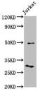 Kruppel Like Factor 13 antibody, CSB-PA897476LA01HU, Cusabio, Western Blot image 