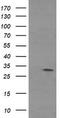 Tryptase Gamma 1 antibody, TA504029, Origene, Western Blot image 