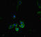 RTF1 Homolog, Paf1/RNA Polymerase II Complex Component antibody, LS-C679376, Lifespan Biosciences, Immunofluorescence image 