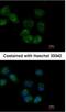 Heat Shock Protein Family A (Hsp70) Member 1 Like antibody, NBP1-32587, Novus Biologicals, Immunocytochemistry image 