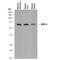 Monoamine Oxidase A antibody, AF8247, R&D Systems, Western Blot image 