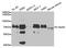 Twinkle protein, mitochondrial antibody, MBS2529008, MyBioSource, Western Blot image 