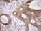 TARBP2 Subunit Of RISC Loading Complex antibody, LS-C340517, Lifespan Biosciences, Immunohistochemistry frozen image 