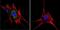 Aryl Hydrocarbon Receptor antibody, GTX22770, GeneTex, Immunofluorescence image 