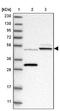 Endothelin Receptor Type B antibody, NBP2-38136, Novus Biologicals, Western Blot image 
