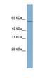 Myosin Binding Protein H antibody, orb326111, Biorbyt, Western Blot image 