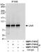 Cold Shock Domain Containing E1 antibody, NBP1-71914, Novus Biologicals, Immunoprecipitation image 