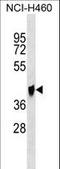 Glutaminyl-Peptide Cyclotransferase Like antibody, LS-C158776, Lifespan Biosciences, Western Blot image 