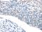 P26255 antibody, LS-C406609, Lifespan Biosciences, Immunohistochemistry frozen image 