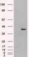 Sorting Nexin 16 antibody, LS-B4965, Lifespan Biosciences, Western Blot image 