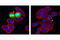 PDZ Binding Kinase antibody, 4941T, Cell Signaling Technology, Immunofluorescence image 