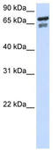 Transcription Factor 25 antibody, TA342449, Origene, Western Blot image 