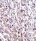 Egl-9 Family Hypoxia Inducible Factor 3 antibody, abx027889, Abbexa, Western Blot image 