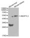 Angiopoietin-related protein 3 antibody, abx000824, Abbexa, Western Blot image 