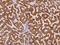 Glycine Cleavage System Protein H antibody, 200559-T08, Sino Biological, Immunohistochemistry paraffin image 