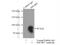 SHC Binding And Spindle Associated 1 antibody, 12672-1-AP, Proteintech Group, Immunoprecipitation image 