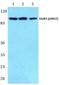 Glutamate Ionotropic Receptor AMPA Type Subunit 4 antibody, PA5-36807, Invitrogen Antibodies, Western Blot image 