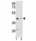 Actin Gamma 1 antibody, F49668-0.4ML, NSJ Bioreagents, Western Blot image 