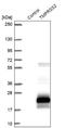 Transmembrane Serine Protease 2 antibody, NBP2-38263, Novus Biologicals, Western Blot image 