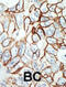 Histone Deacetylase 11 antibody, abx026098, Abbexa, Immunohistochemistry frozen image 